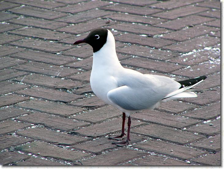 Næste billede